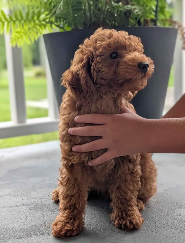 Toy Poodle Puppy media 4