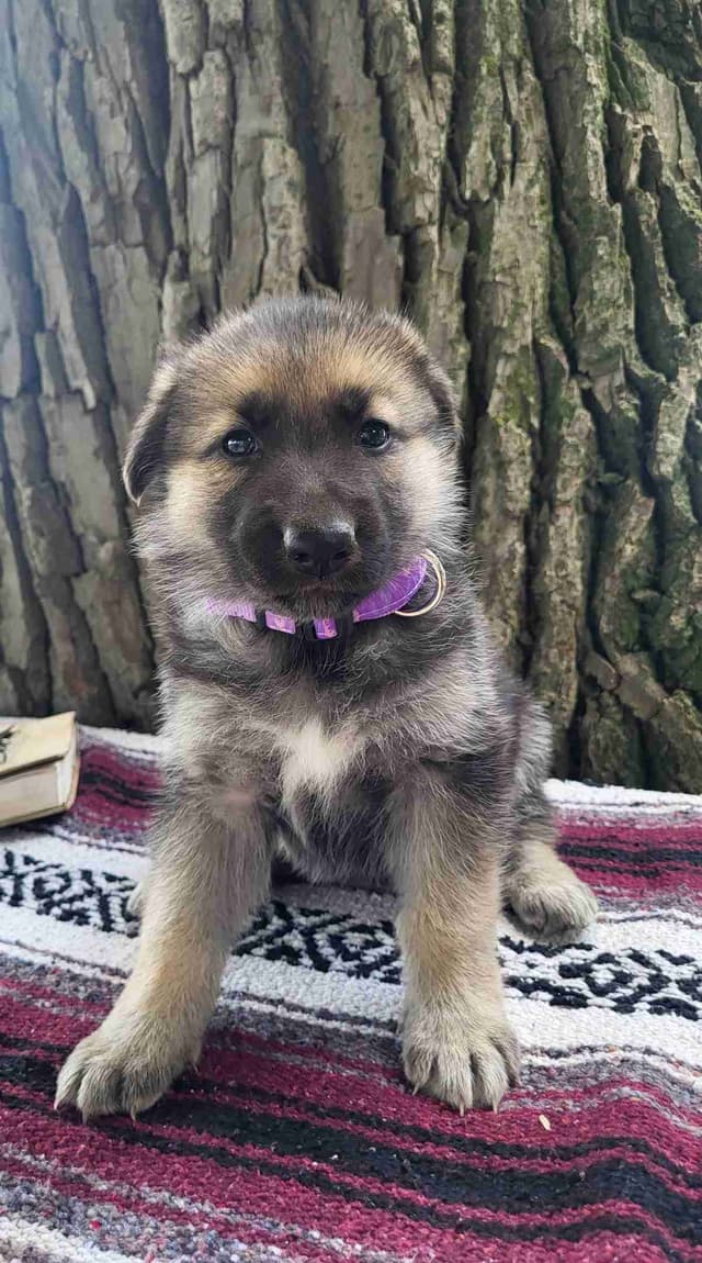 German Shepherd Dog Puppies media 2