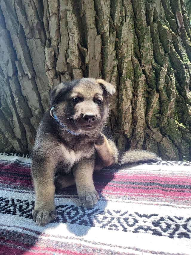 German Shepherd Dog Puppies media 4