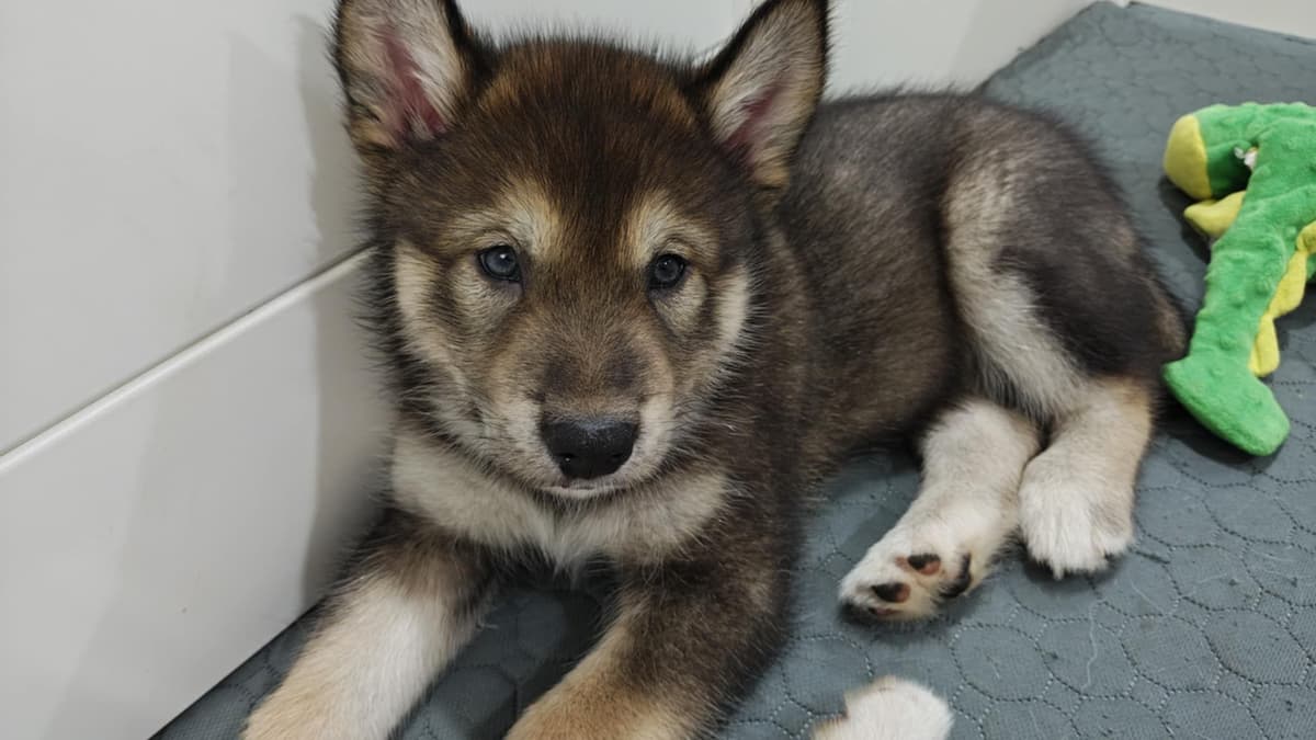 Alaskan Malamute Puppies breeder image 1
