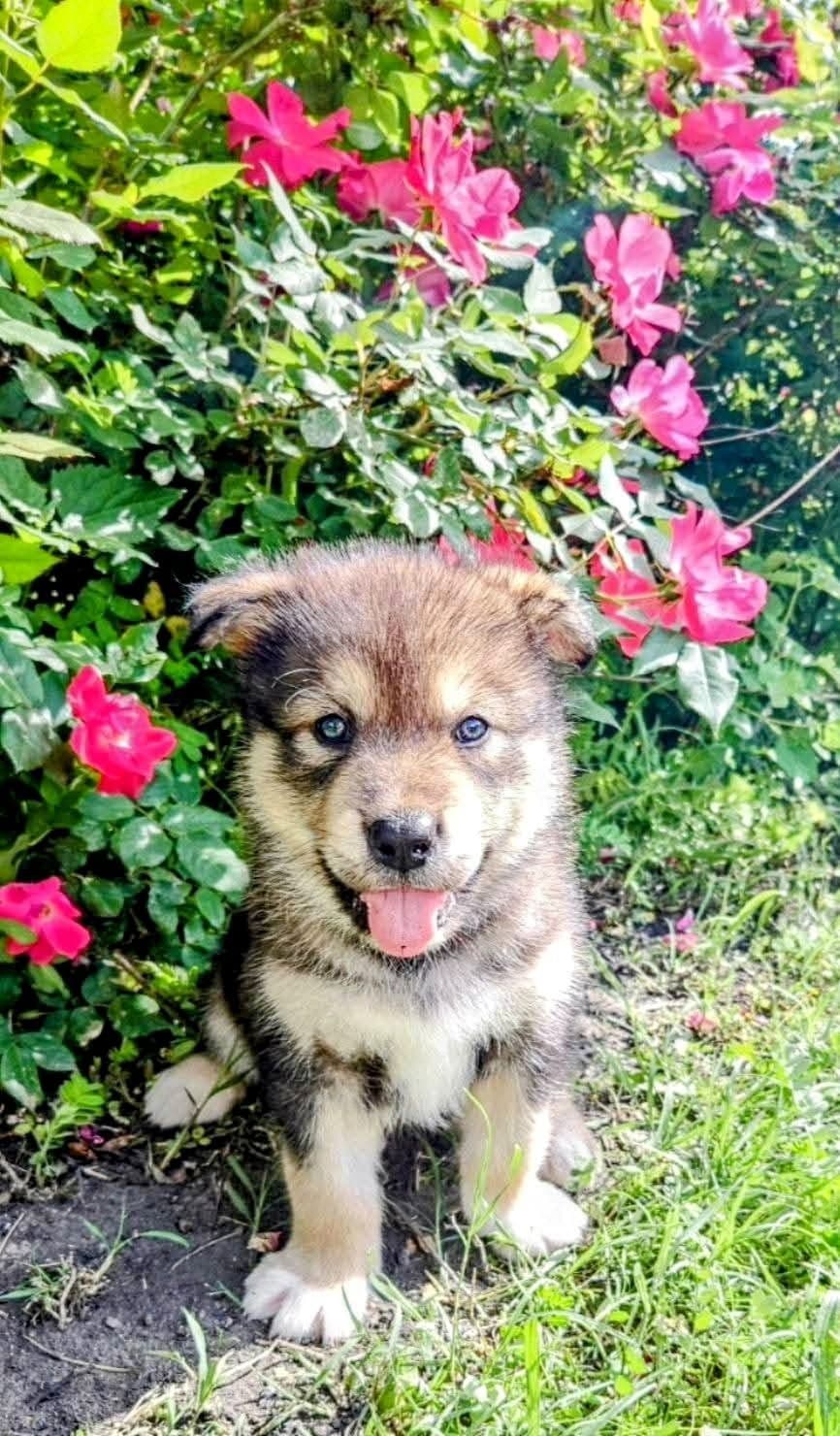 Alaskan Malamute Puppies breeder image 4