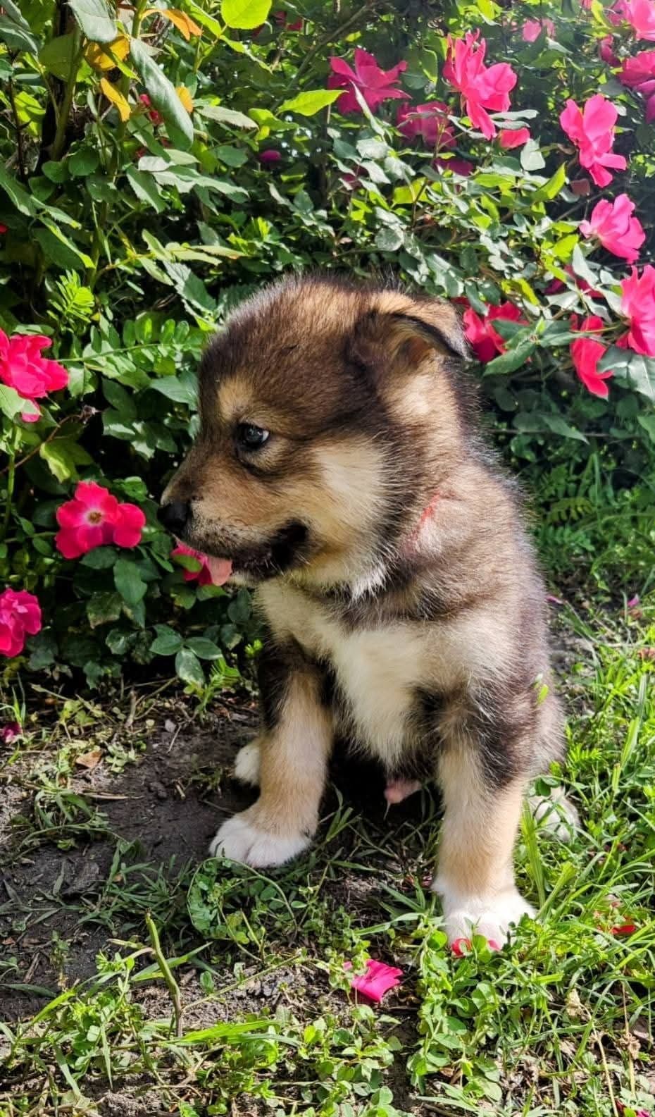 Alaskan Malamute Puppies breeder image 3