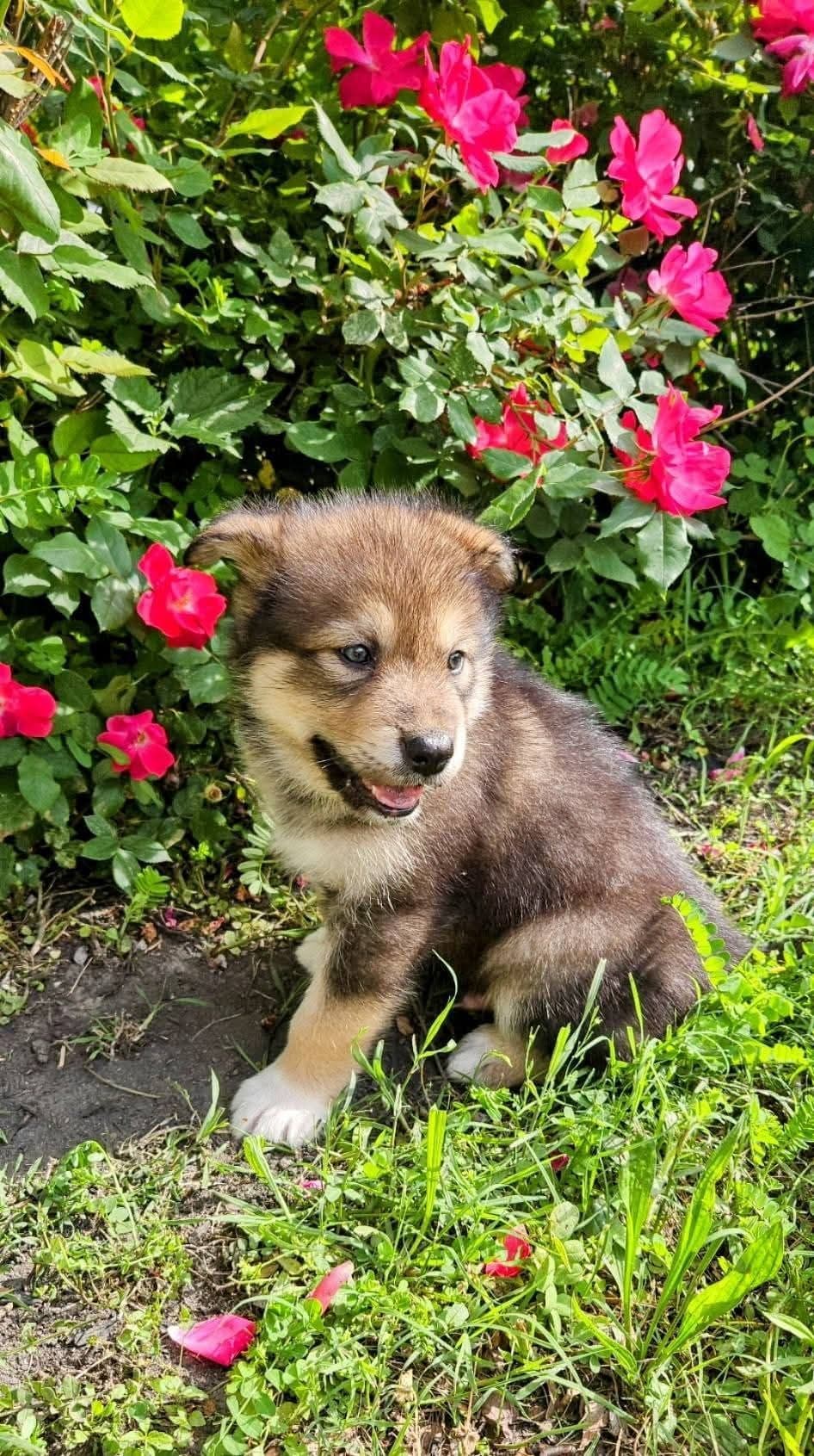 Alaskan Malamute Puppies breeder image 5