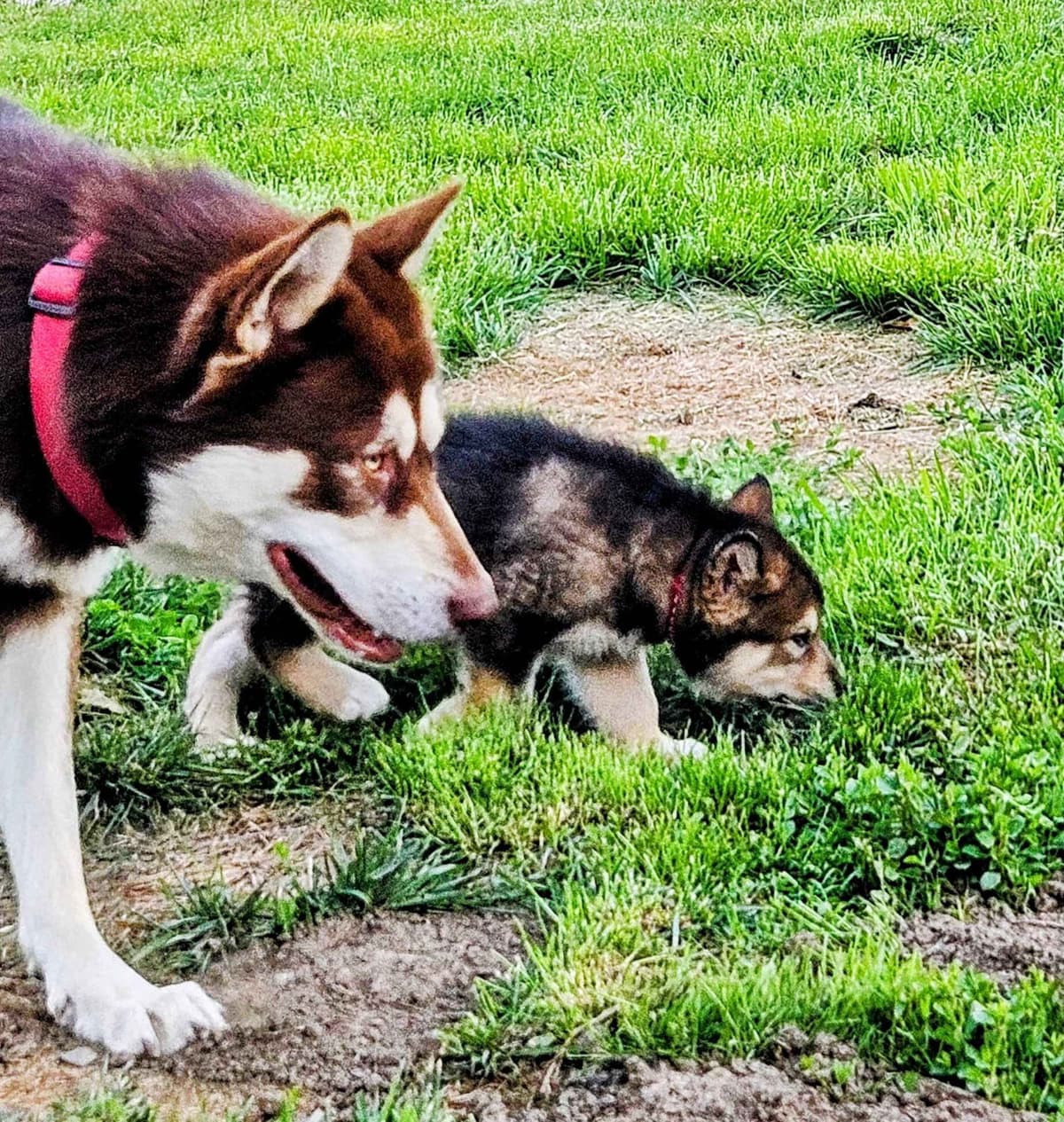Alaskan Malamute Puppies breeder image 6