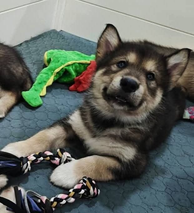 Alaskan Malamute Puppies breeder image 7