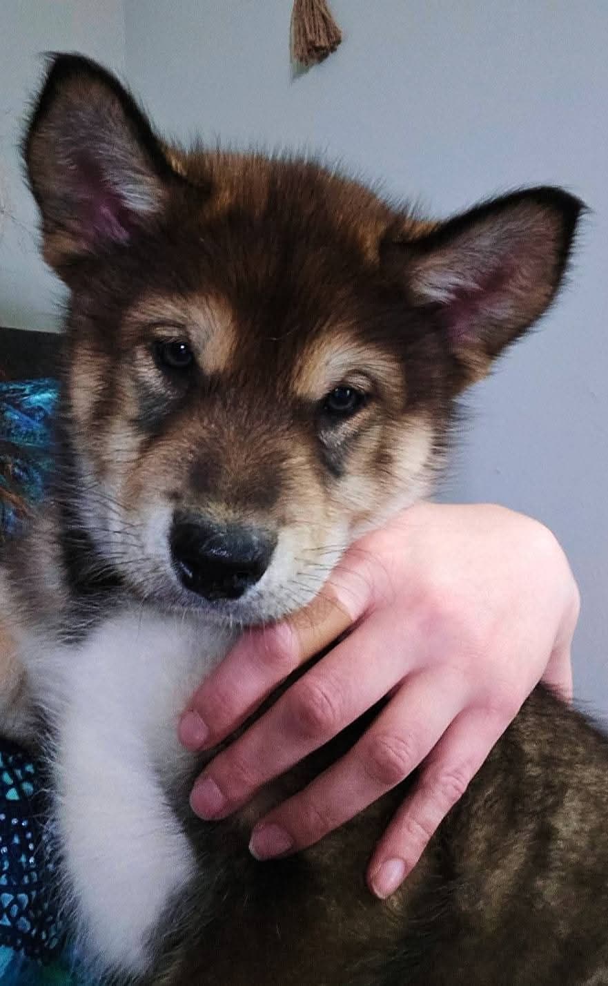 Alaskan Malamute Puppies breeder image 8