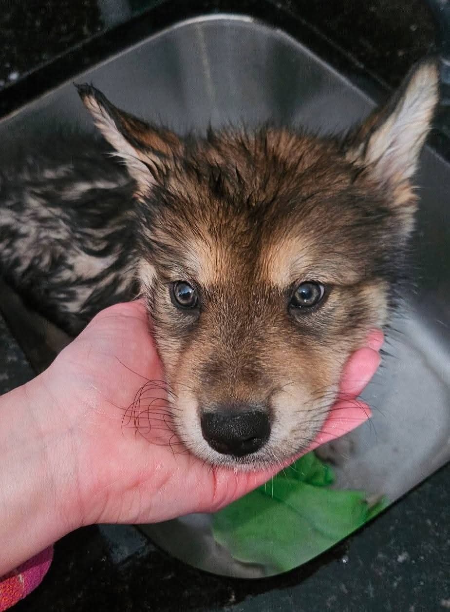 Alaskan Malamute Puppies breeder image 9