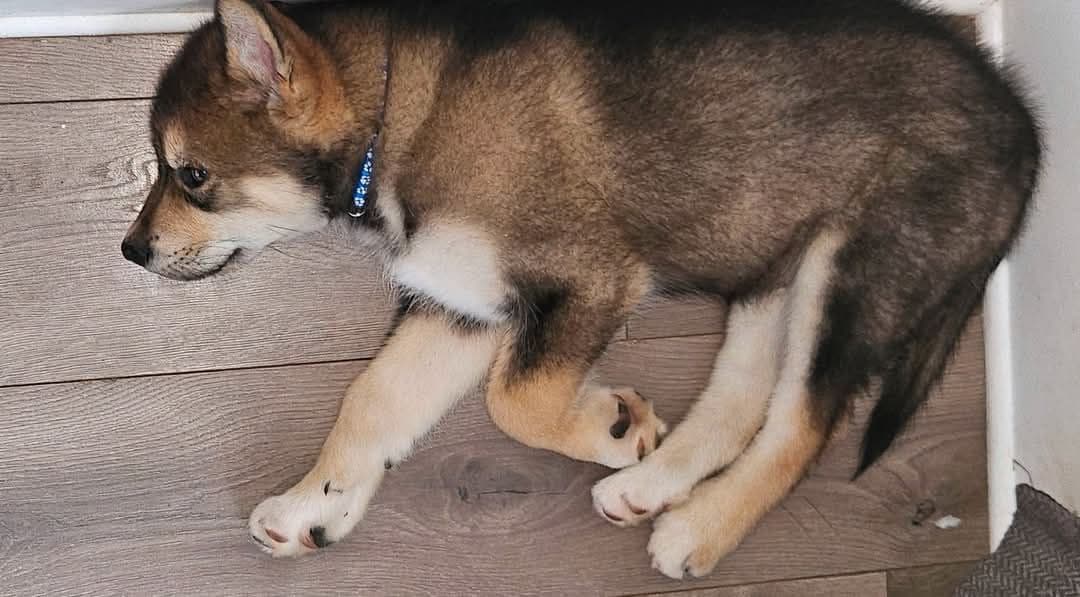 Alaskan Malamute Puppies breeder image 10