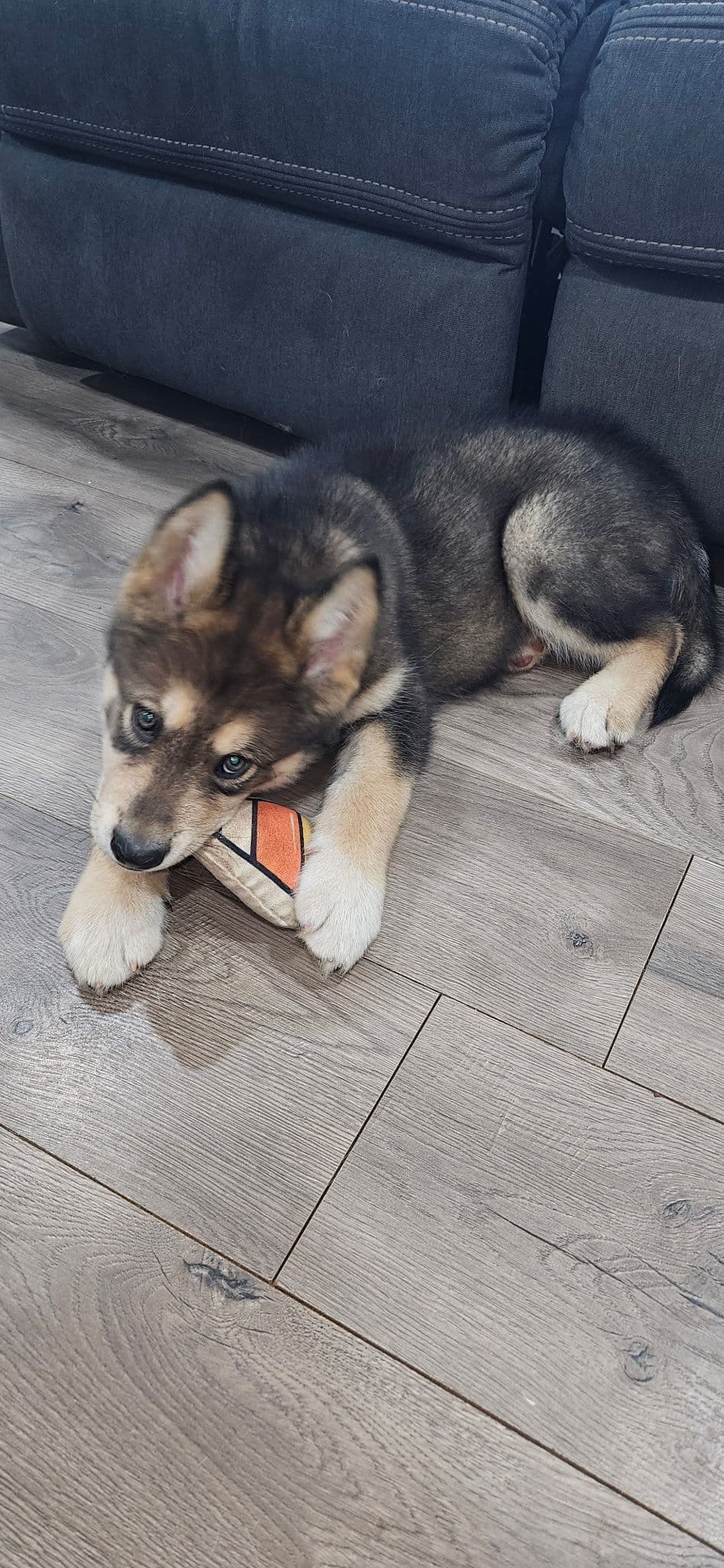Alaskan Malamute Puppies breeder image 11