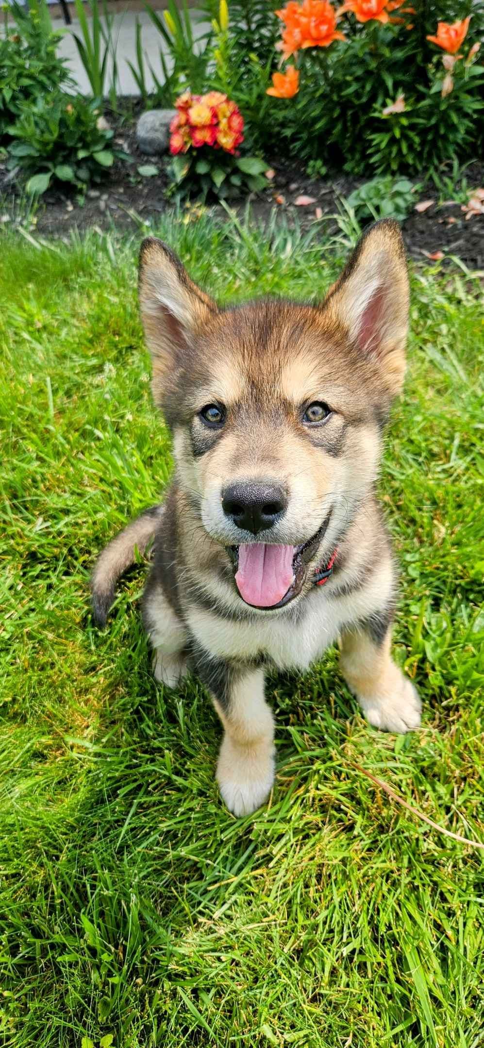 Alaskan Malamute Puppies breeder image 12