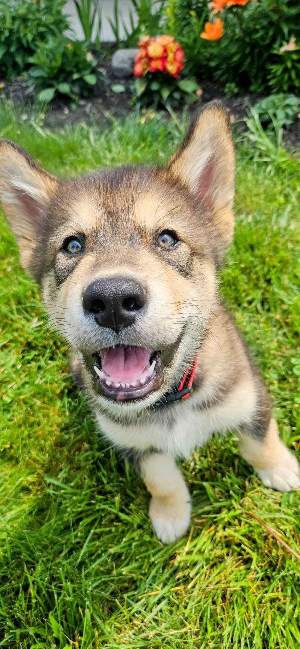 Alaskan Malamute Puppies breeder image 16