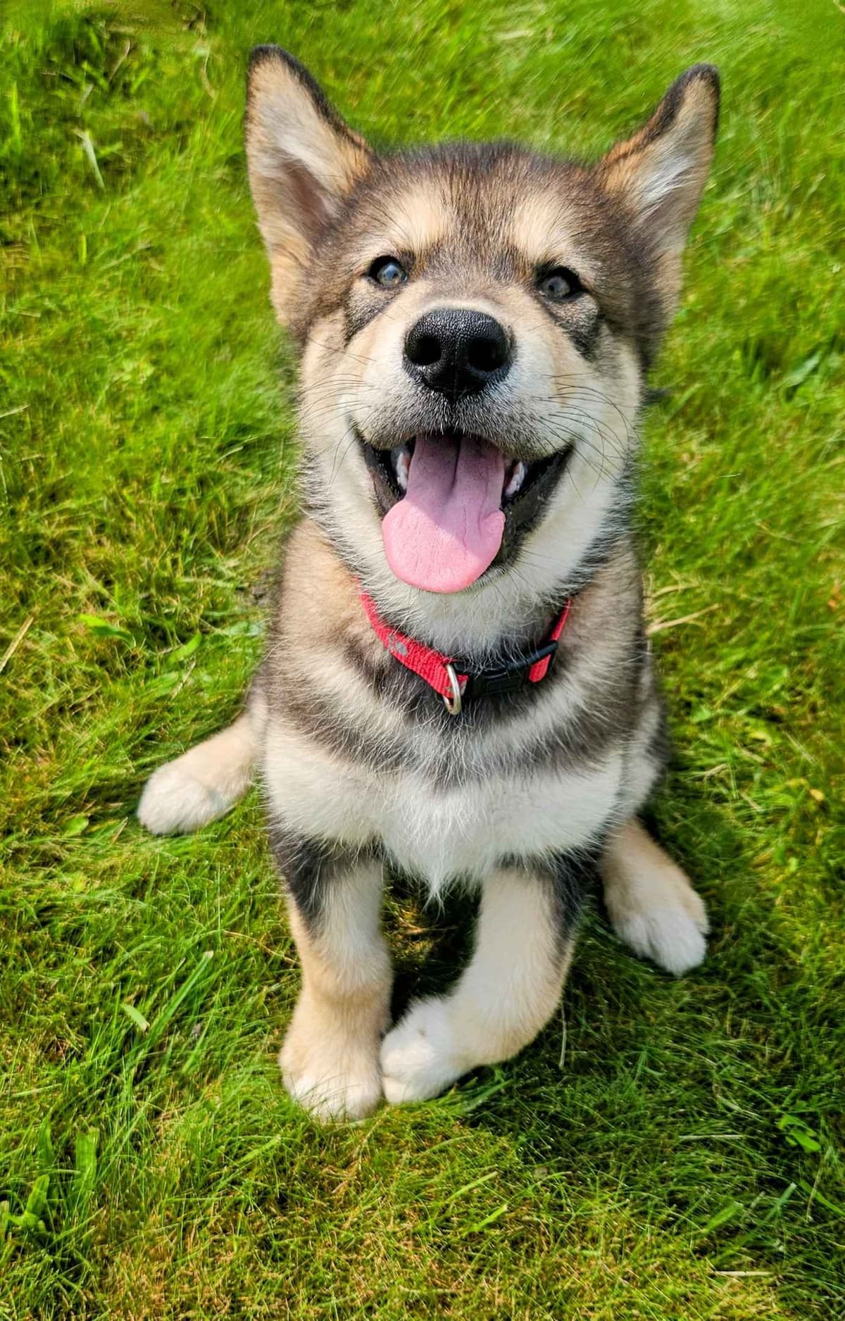 Alaskan Malamute Puppies breeder image 15