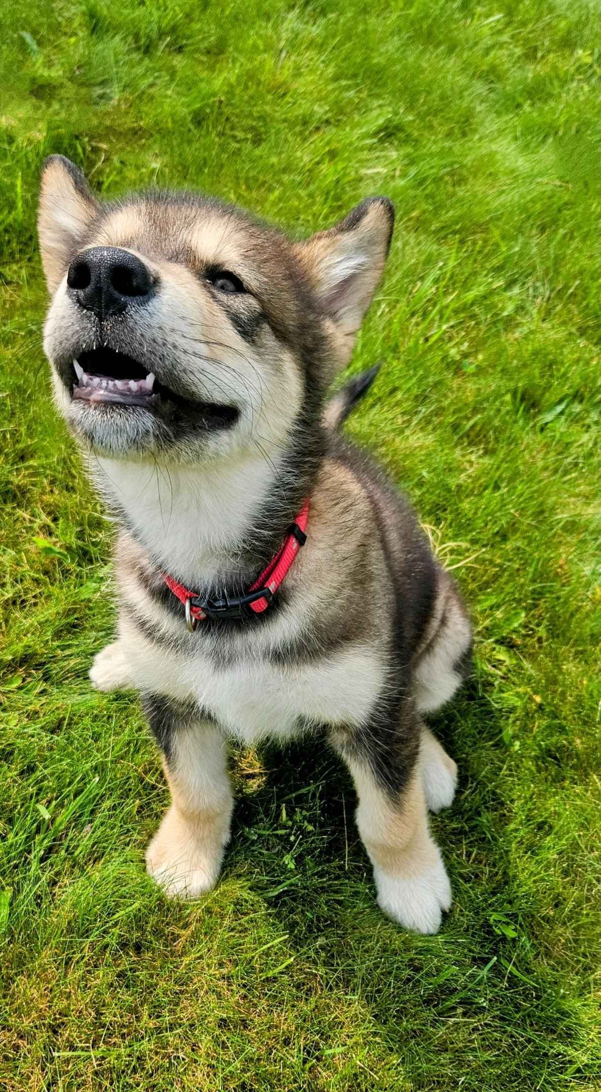 Alaskan Malamute Puppies breeder image 17