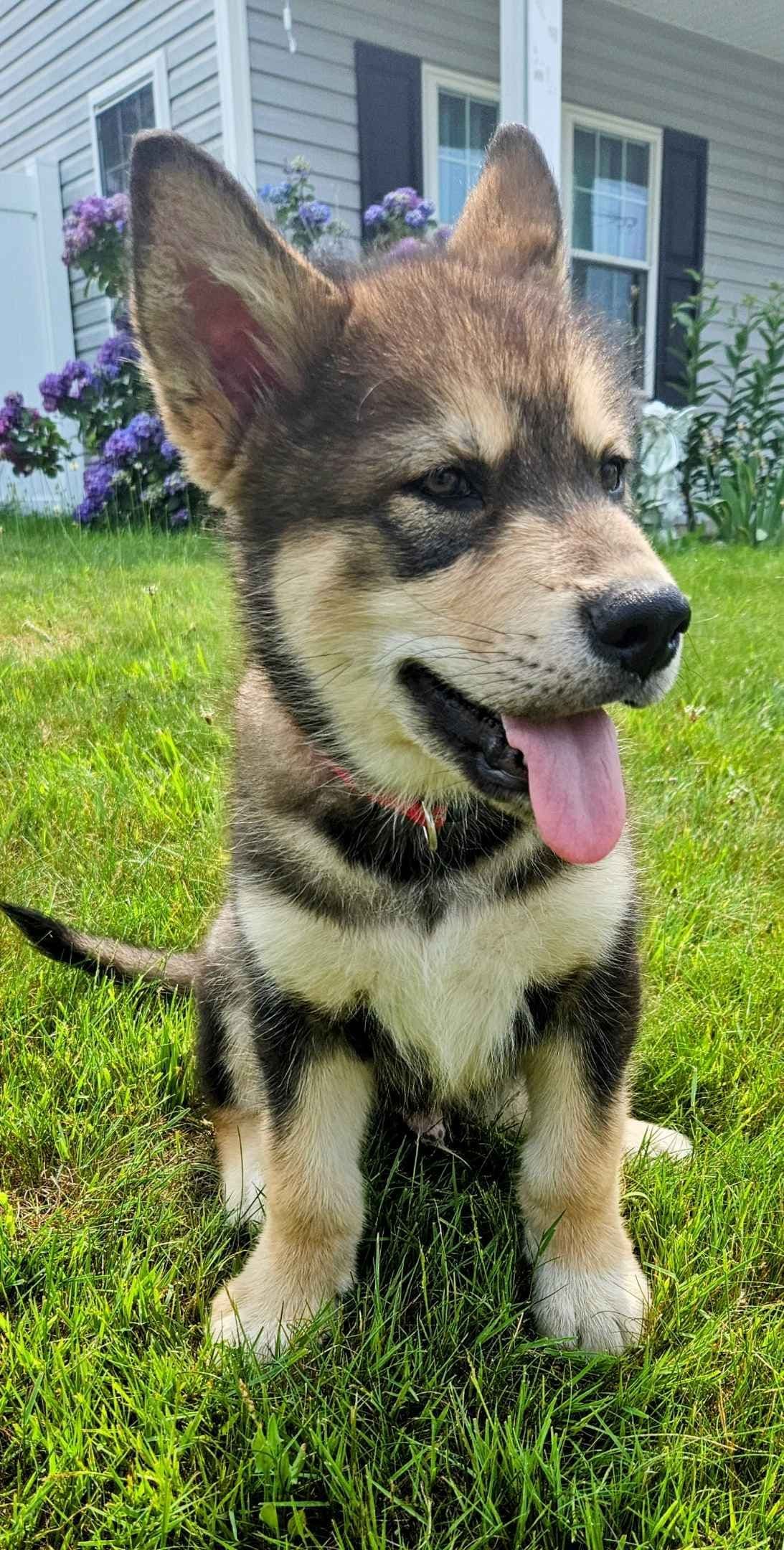 Alaskan Malamute Puppies breeder image 18