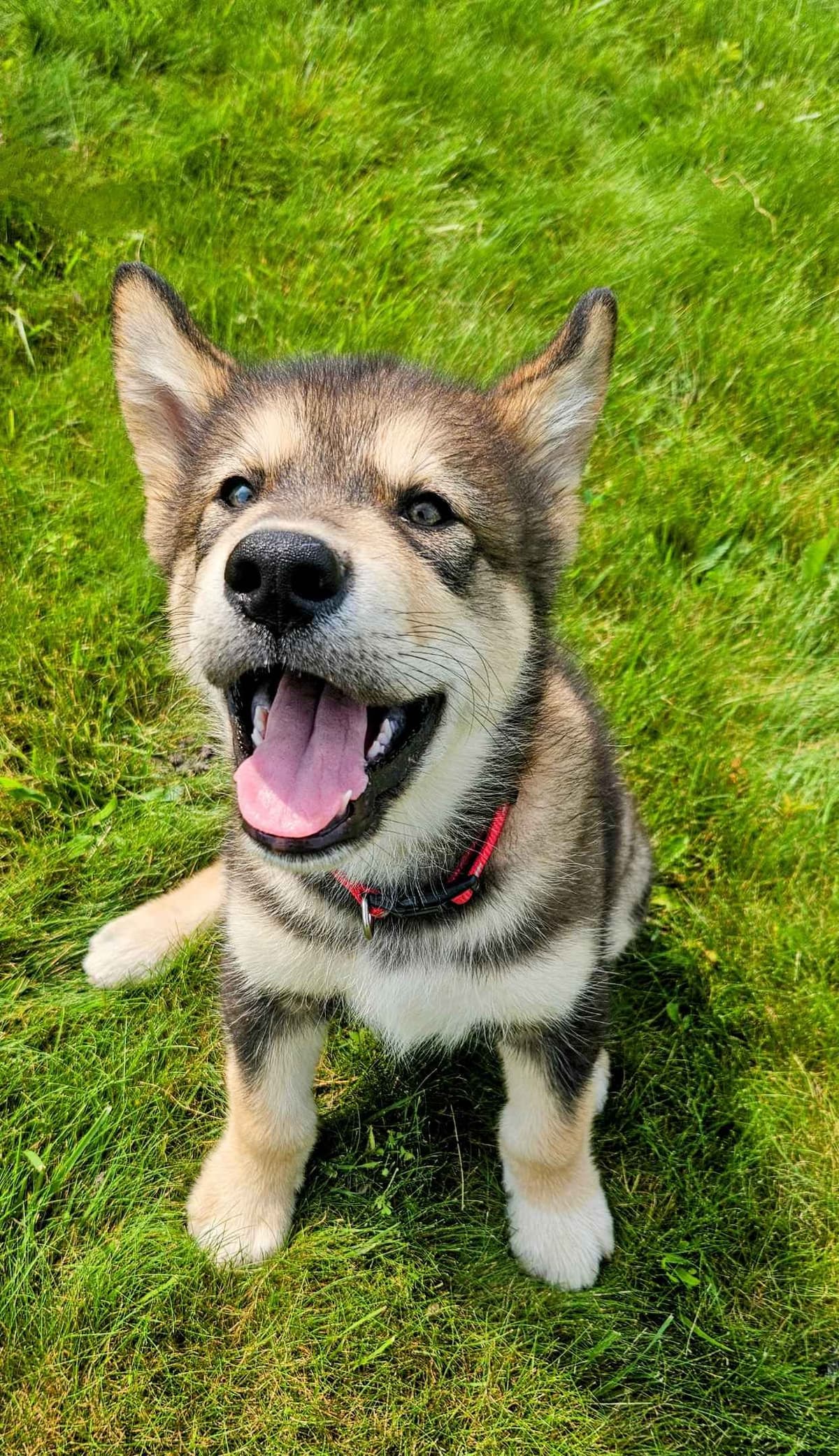 Alaskan Malamute Puppies breeder image 13