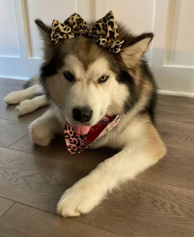 Alaskan Malamute Puppies media 5
