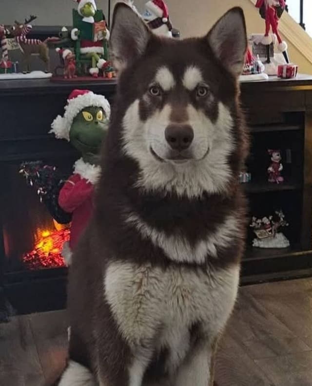 Alaskan Malamute Puppies media 6