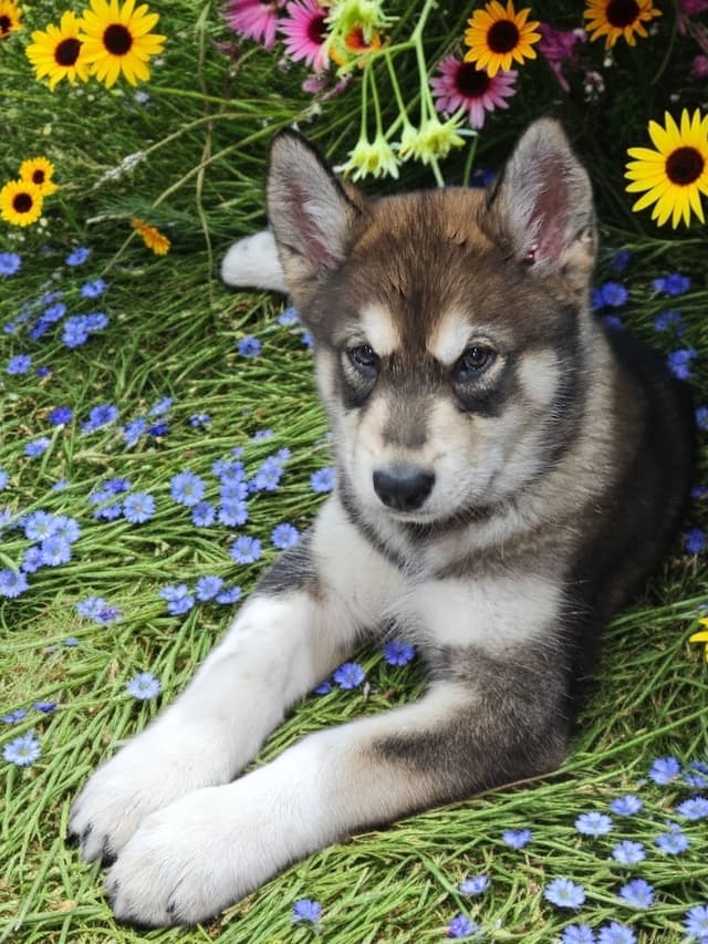 Alaskan Malamute Puppies media 4