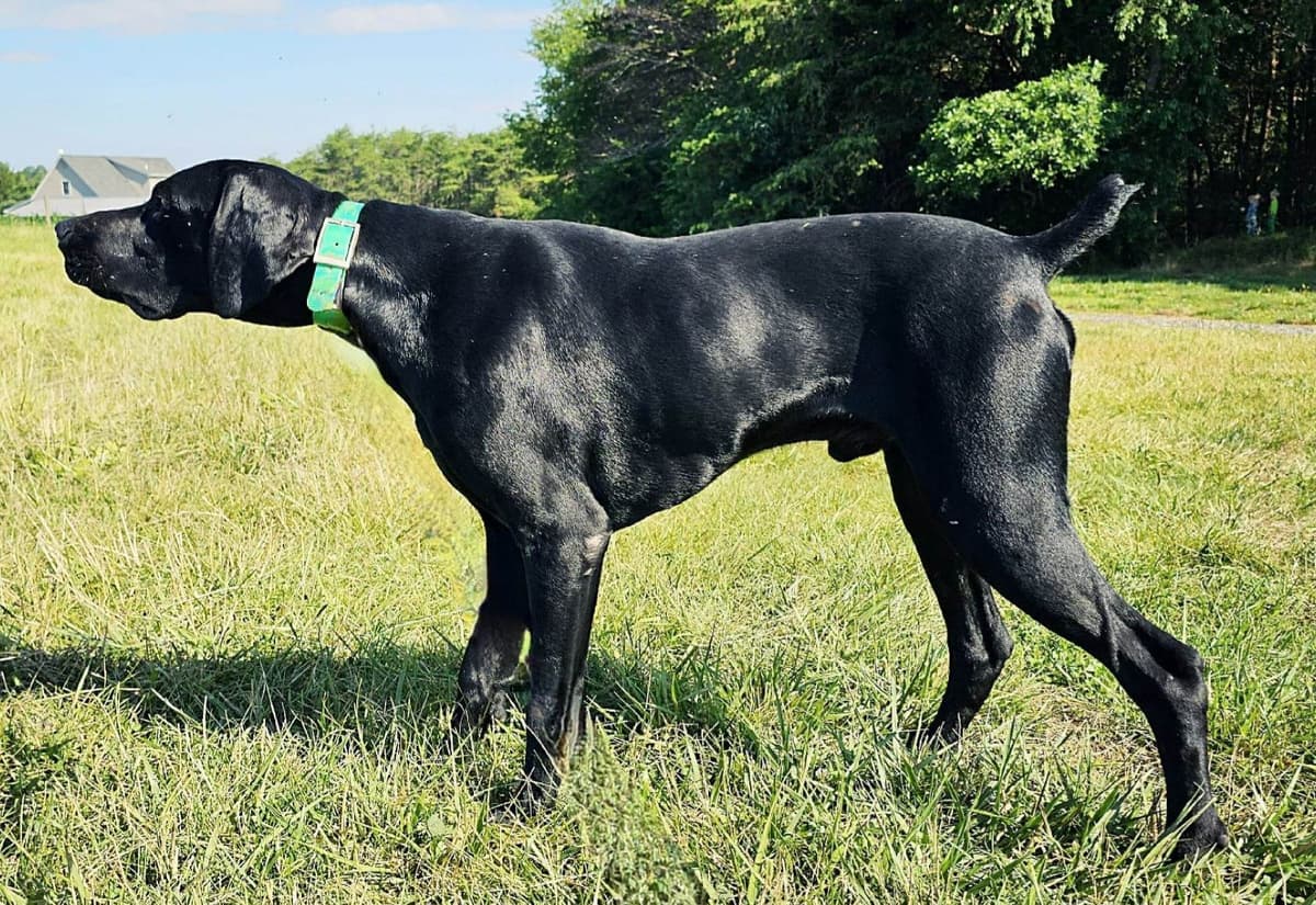 German Shorthaired Pointer Puppies breeder image 3
