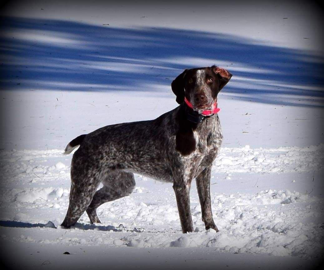 German Shorthaired Pointer Puppies breeder image 4