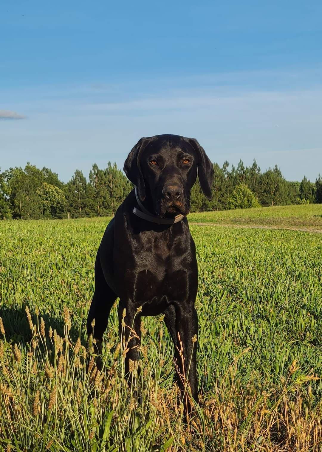 German Shorthaired Pointer Puppies breeder image 5