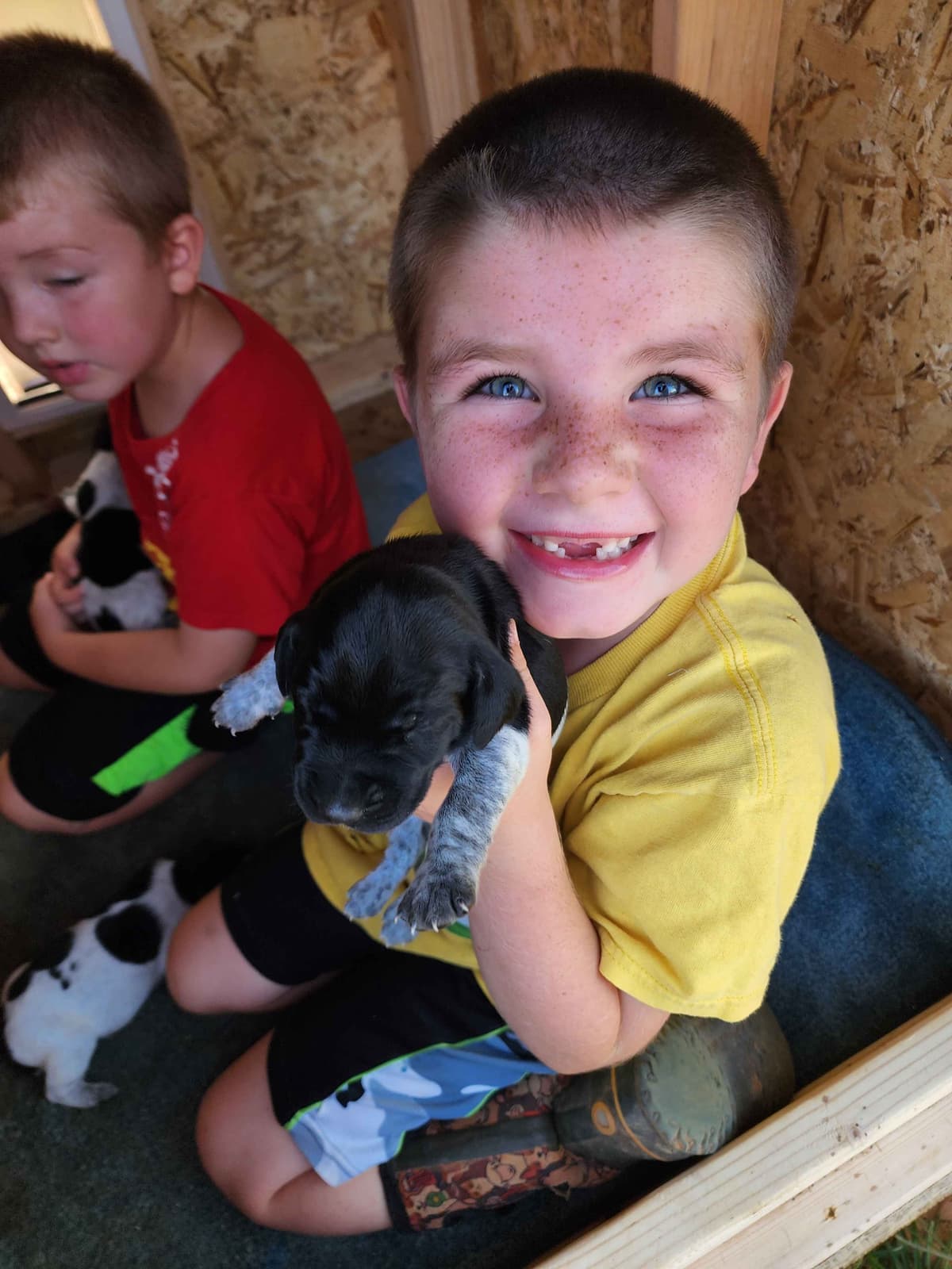 German Shorthaired Pointer Puppies breeder image 7