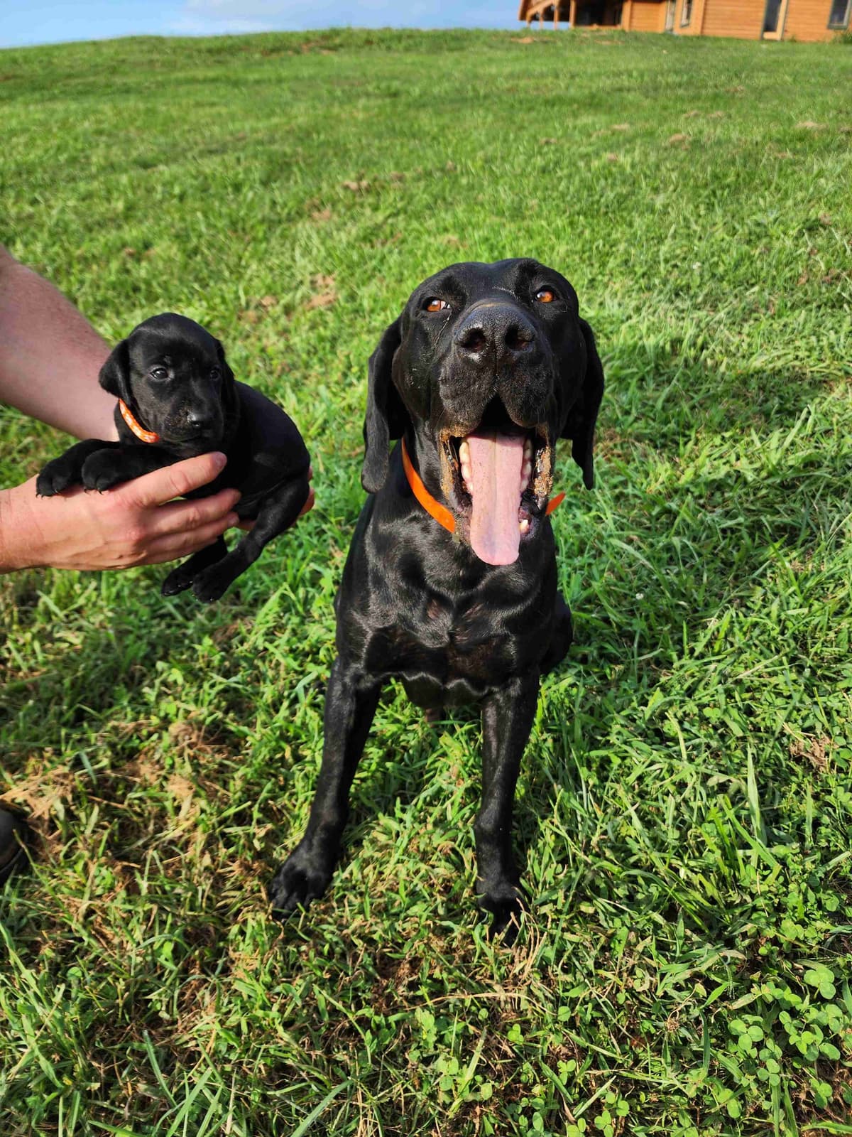 German Shorthaired Pointer Puppies breeder image 9