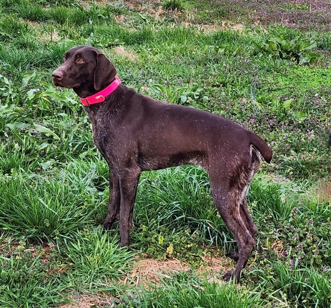 German Shorthaired Pointer Puppies breeder image 13