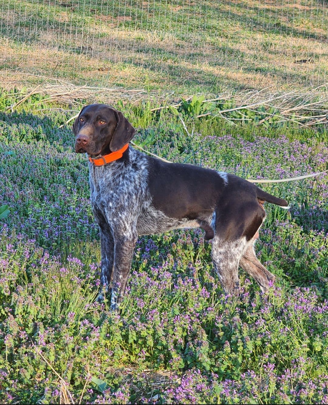 German Shorthaired Pointer Puppies breeder image 14