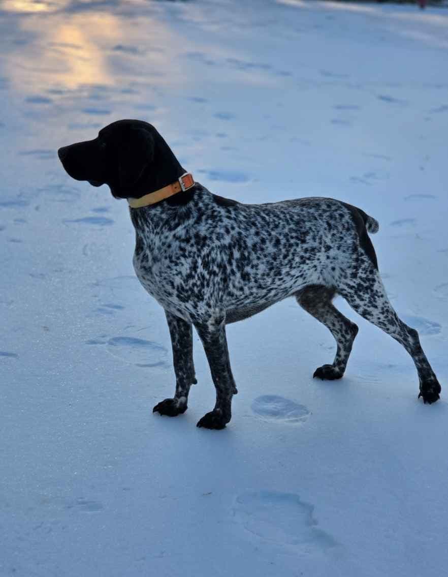 German Shorthaired Pointer Puppies breeder image 16
