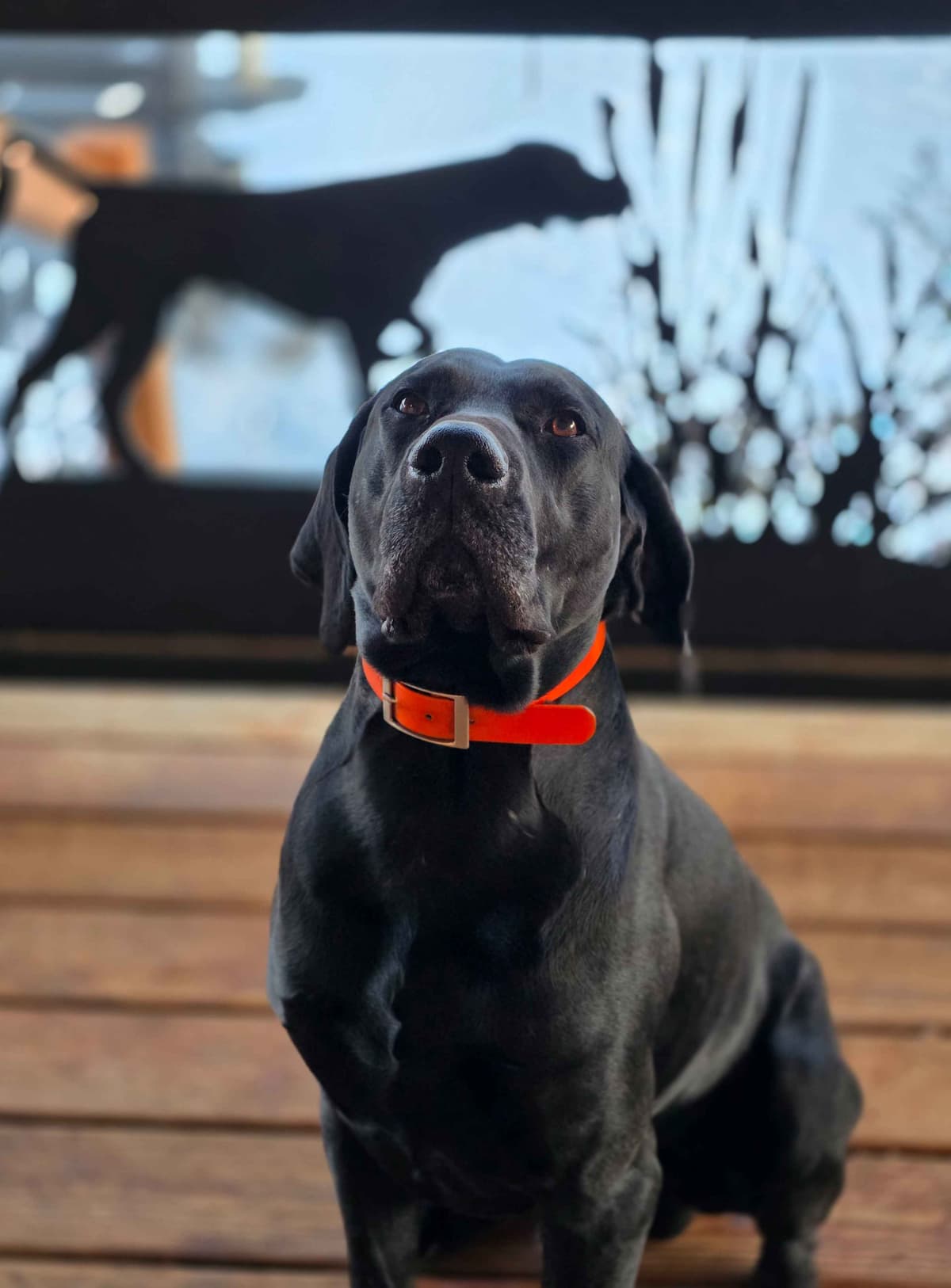 German Shorthaired Pointer Puppies breeder image 17