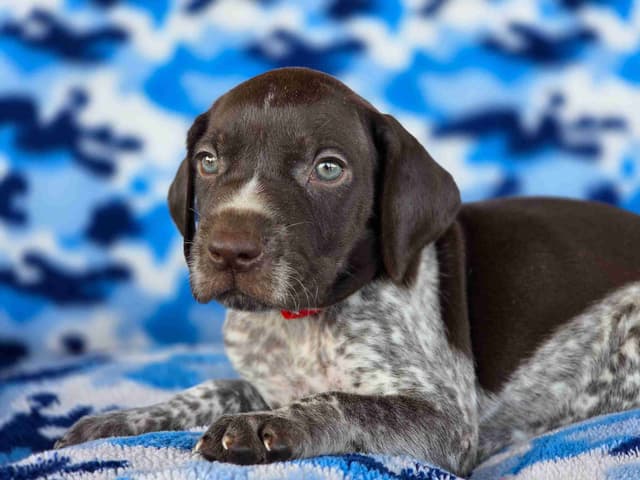 German Shorthaired Pointer Puppies media 3