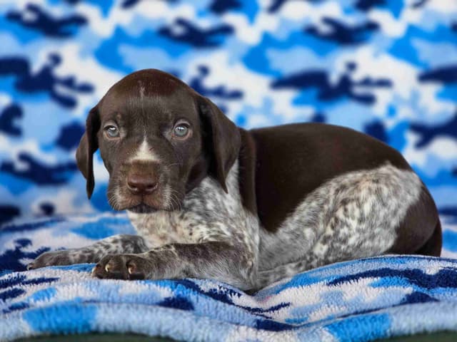 German Shorthaired Pointer Puppies media 4