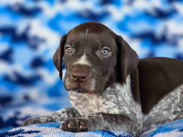 German Shorthaired Pointer Puppies media 5