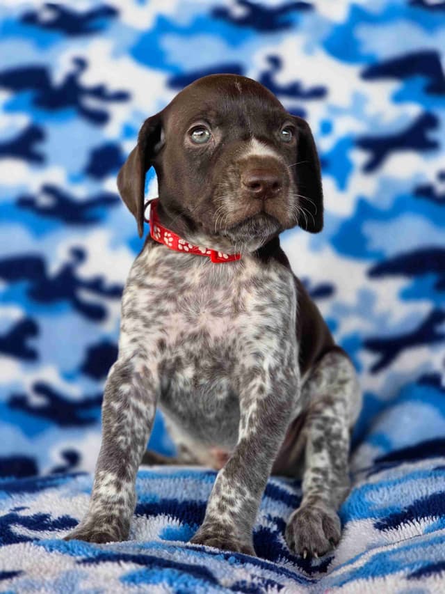 German Shorthaired Pointer Puppies media 6