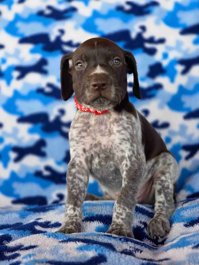 German Shorthaired Pointer Puppies media 7