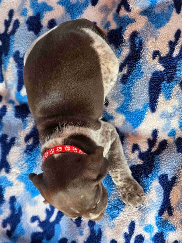 German Shorthaired Pointer Puppies media 8