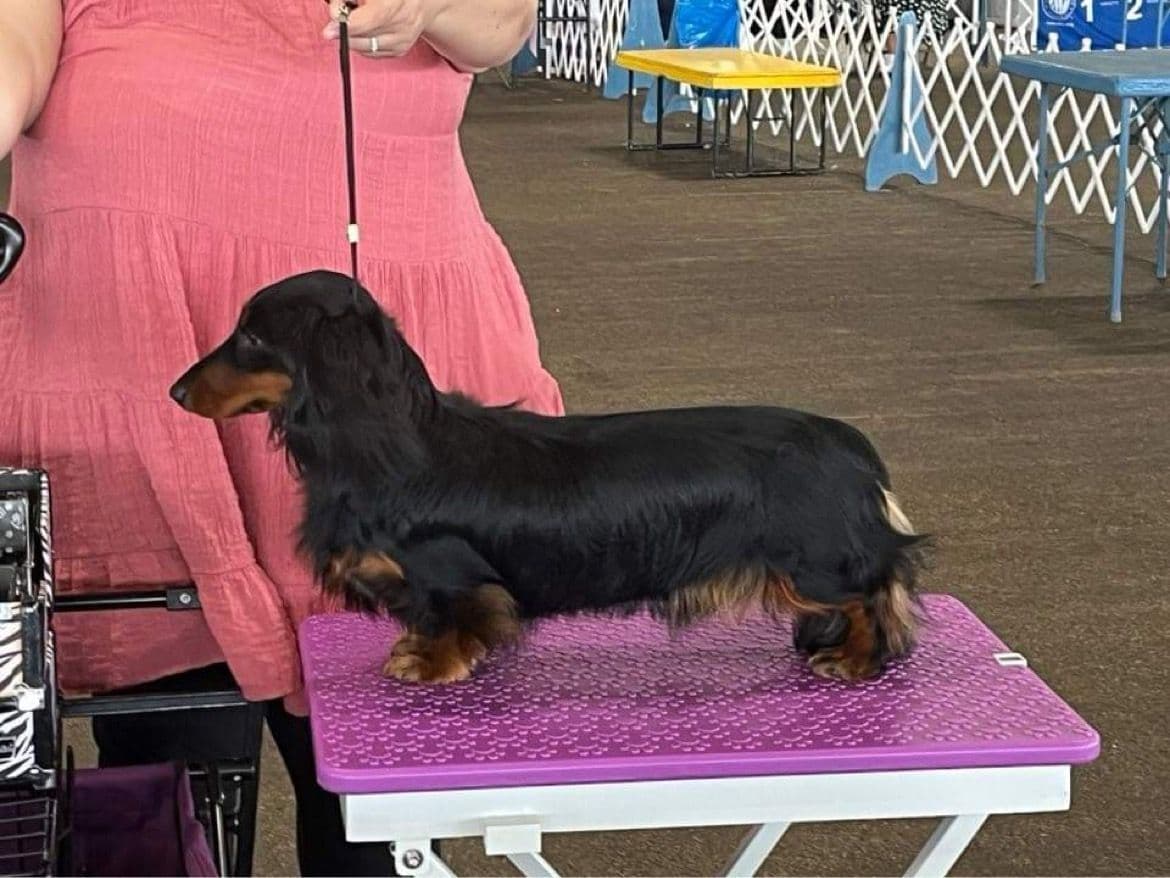 Grand Champion Line Dachshund Puppies - Loving Family Companions breeder image 1