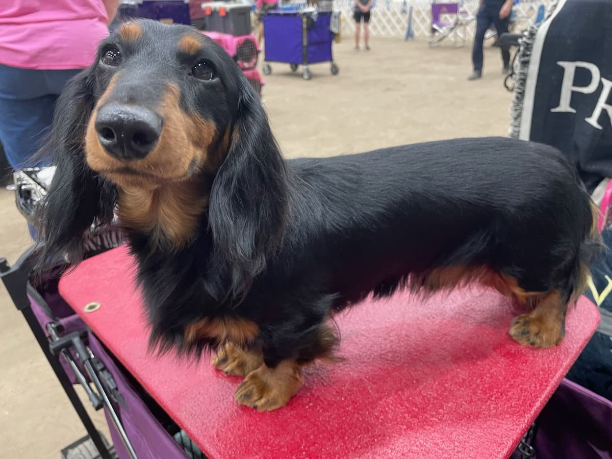 Grand Champion Line Dachshund Puppies - Loving Family Companions breeder image 2