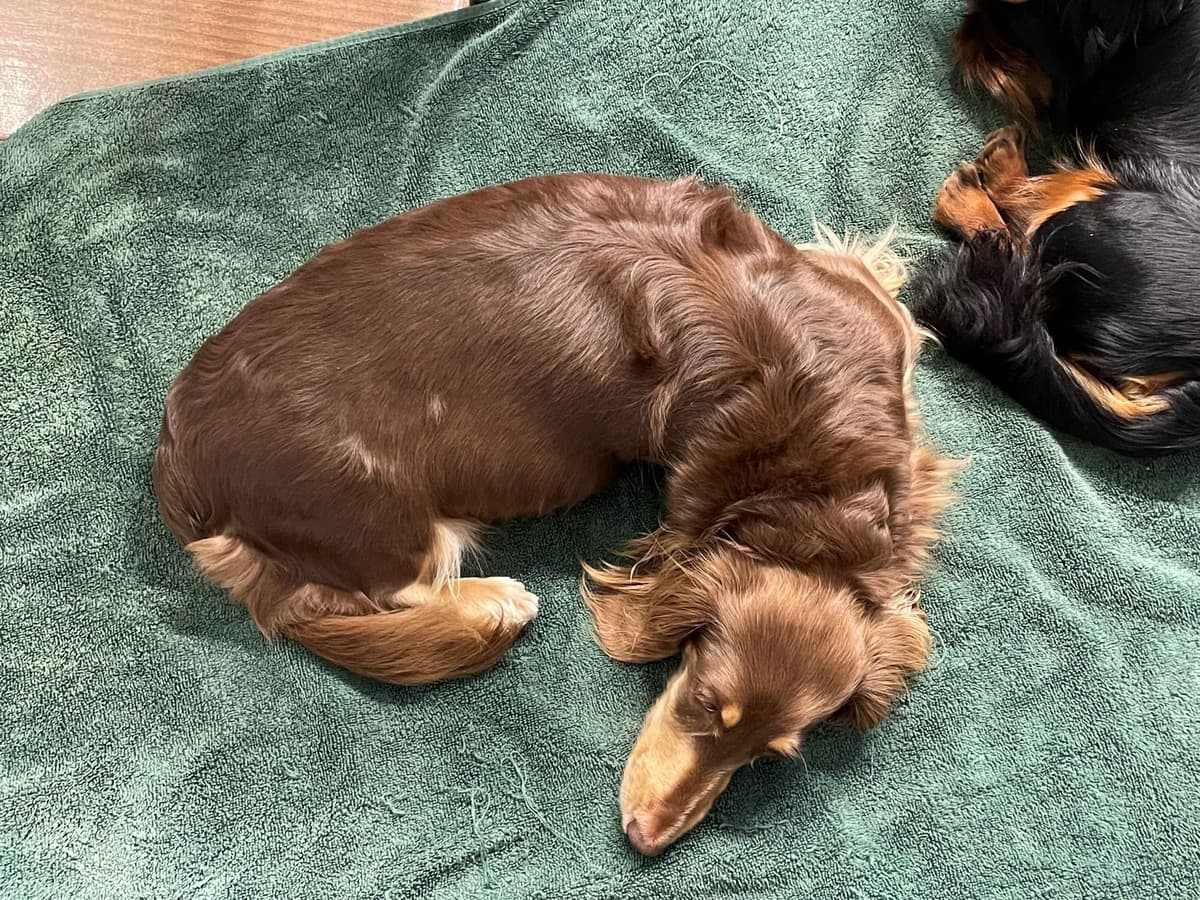 Grand Champion Line Dachshund Puppies - Loving Family Companions breeder image 4