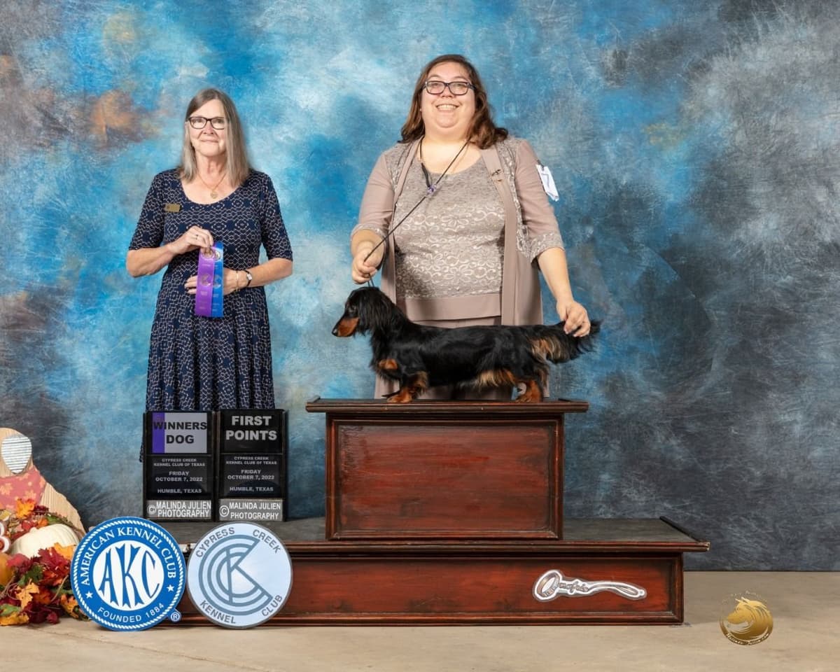 Grand Champion Line Dachshund Puppies - Loving Family Companions breeder image 5
