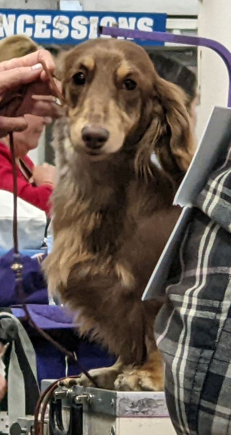 Grand Champion Line Dachshund Puppies - Loving Family Companions breeder image 6