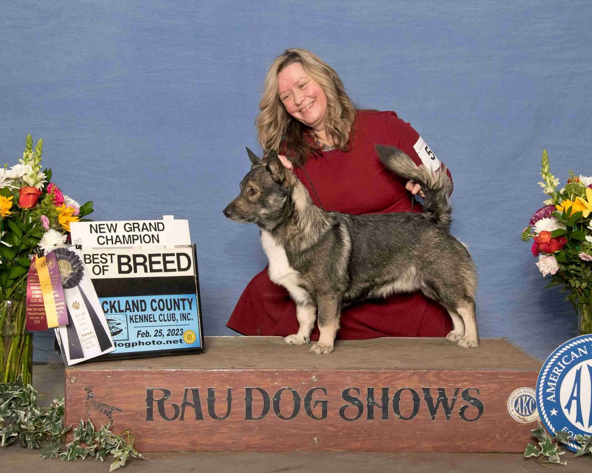 Swedish Vallhund Puppies breeder image 1