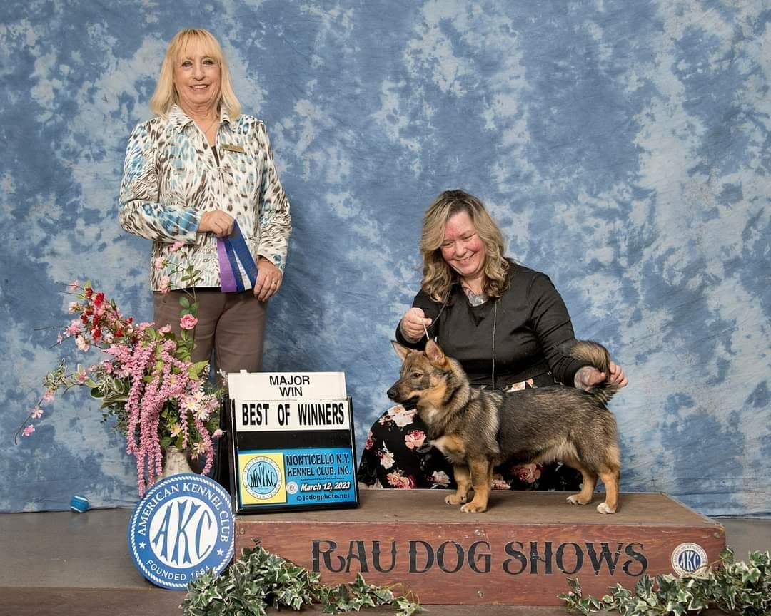 Swedish Vallhund Puppies breeder image 2
