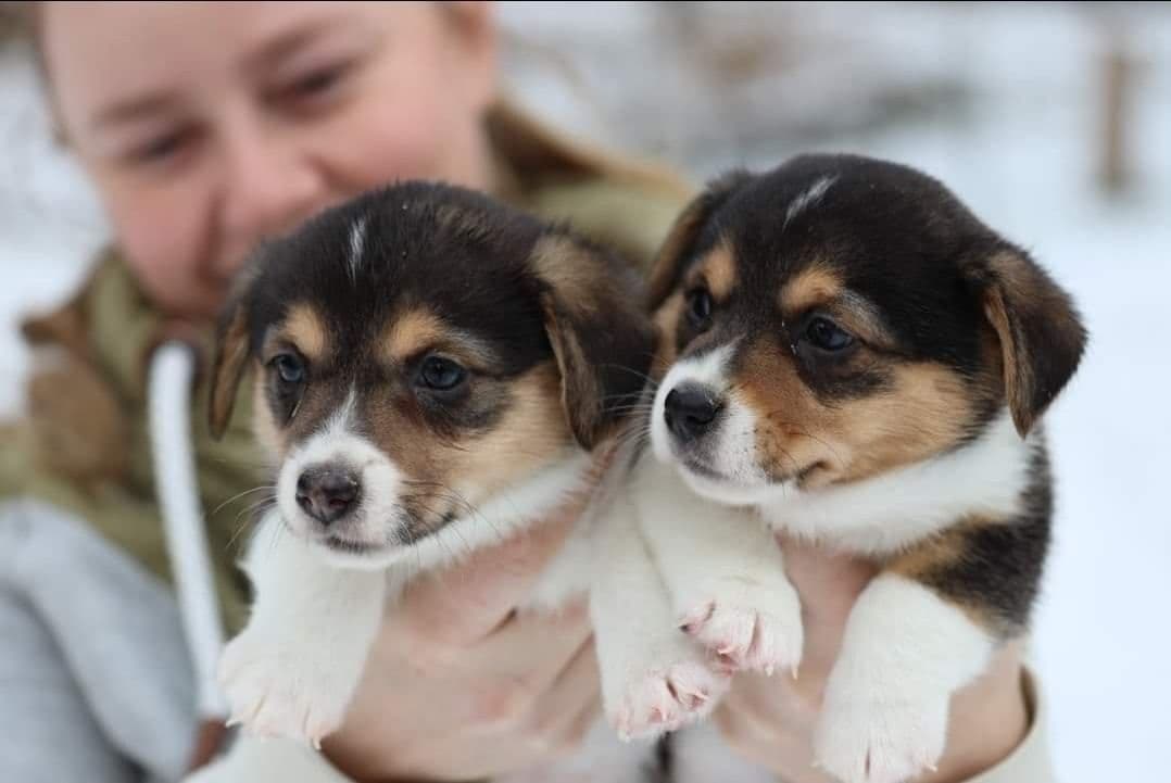 Pembroke Welsh Corgi Puppies breeder image 1