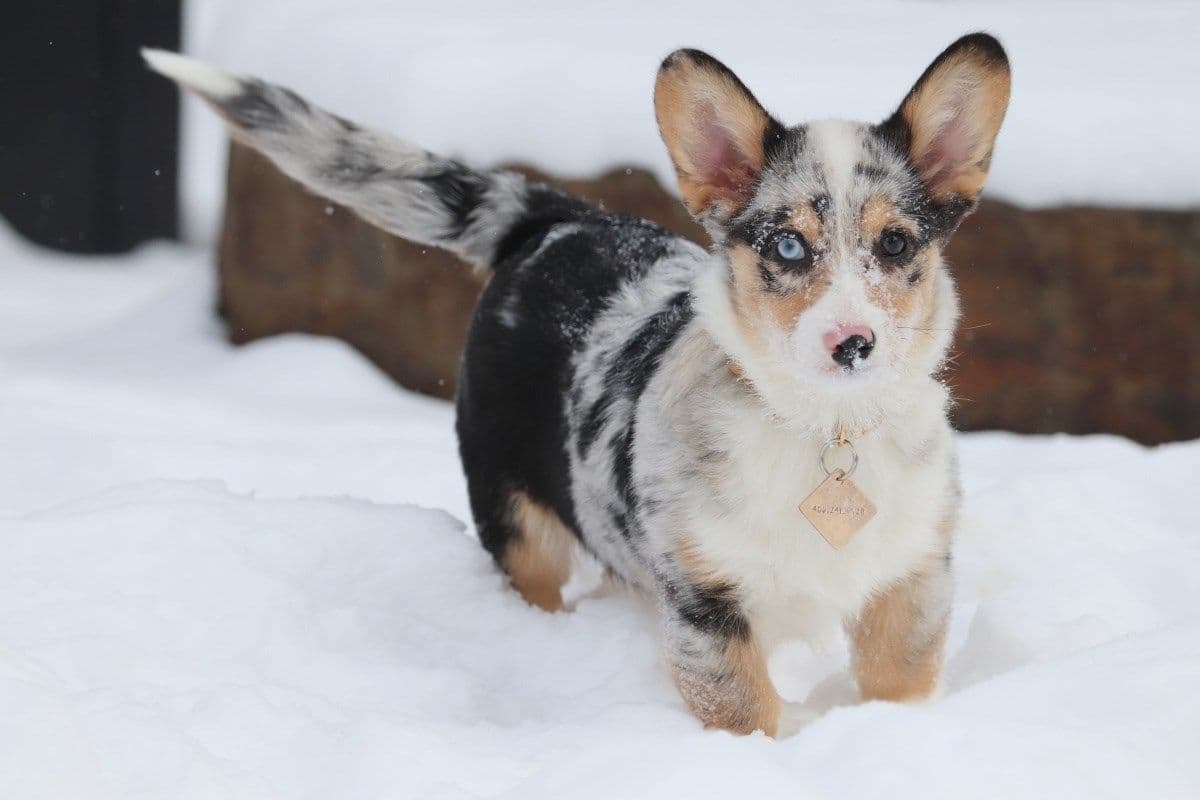 Pembroke Welsh Corgi Puppies breeder image 2