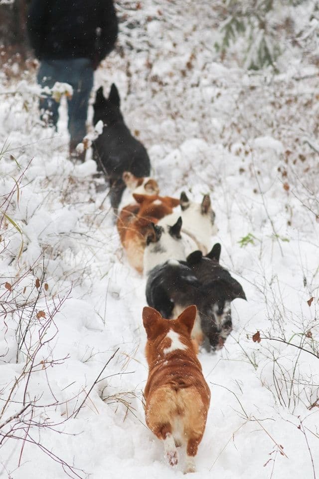 Pembroke Welsh Corgi Puppies breeder image 3