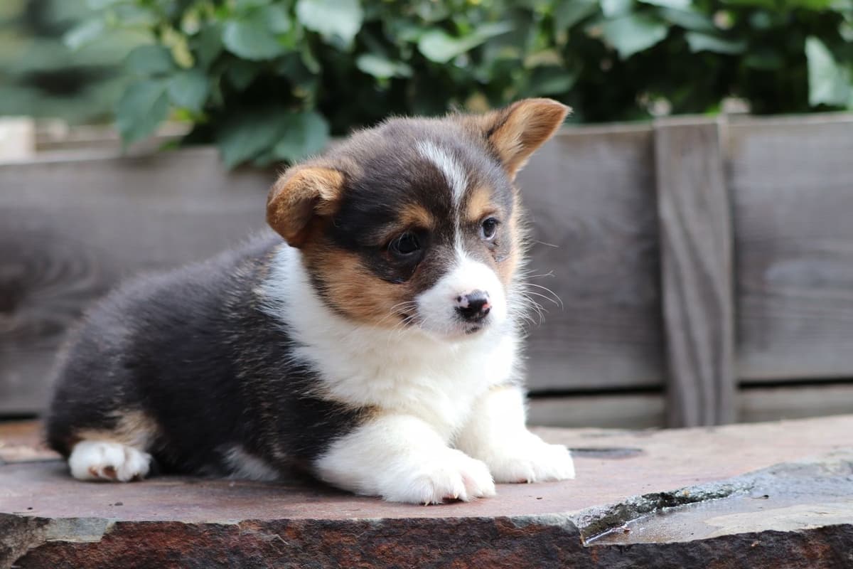 Pembroke Welsh Corgi Puppies breeder image 6