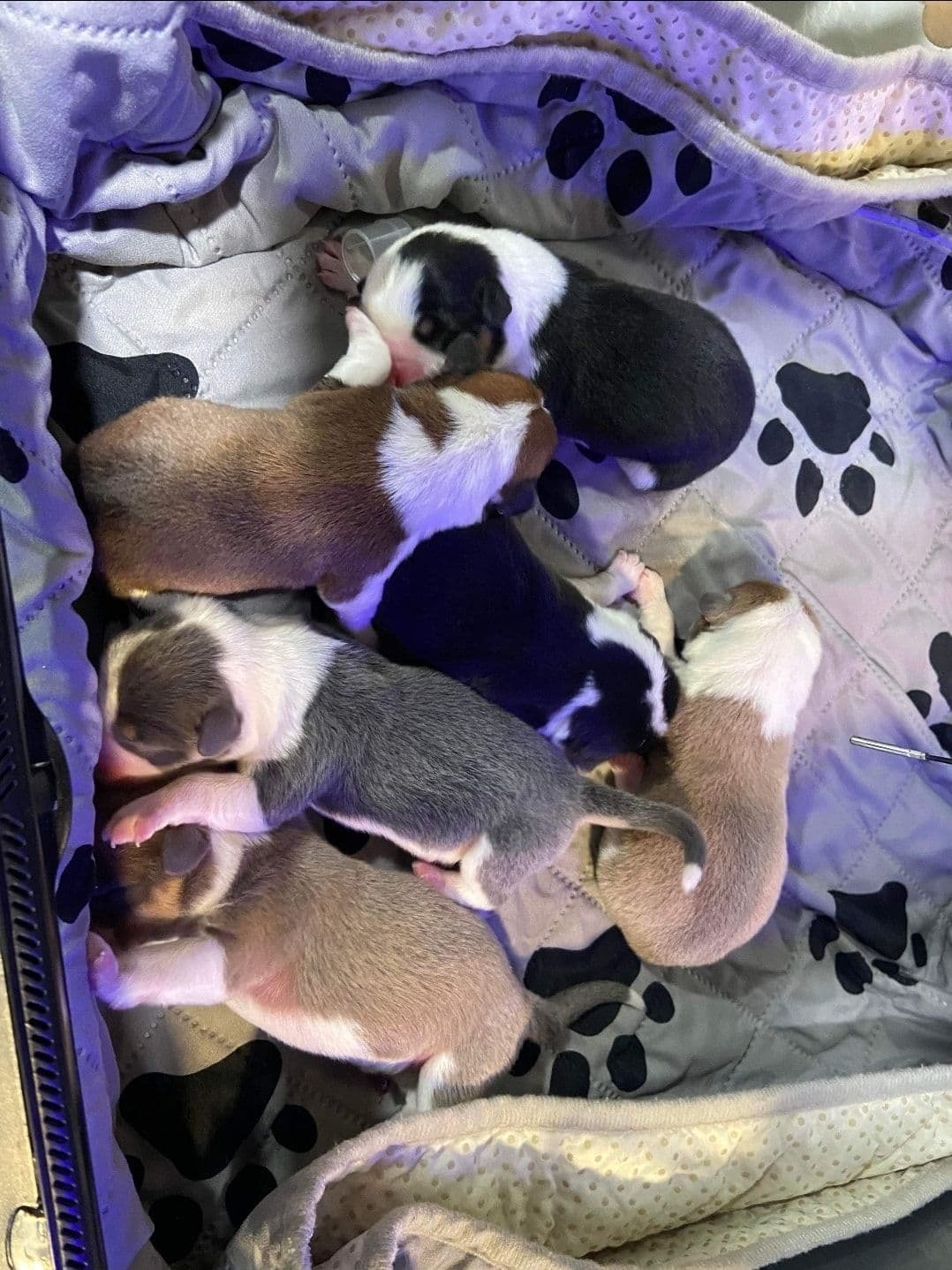 Pembroke Welsh Corgi Puppies breeder image 9