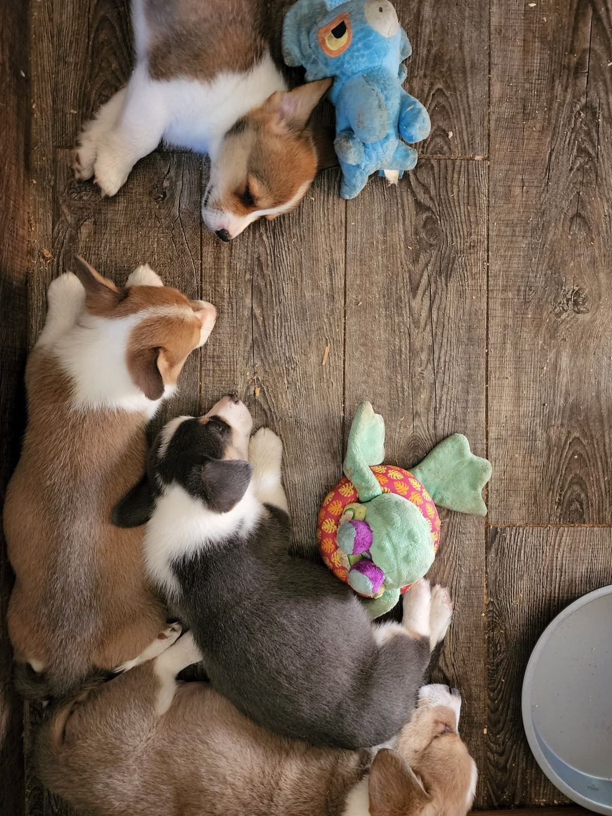 Pembroke Welsh Corgi Puppies breeder image 12
